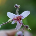 Tricyrtis lasiocarpa CMBTW1743