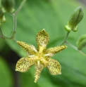 Tricyrtis latifolia