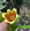 Tricyrtis macranthopsis 'Kimidori'