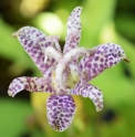 Tricyrtis macropoda CMBJP1963