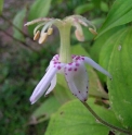 Tricyrtis macropoda