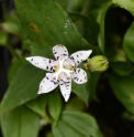 Tricyrtis 'Minenoyuki'