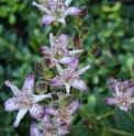 Tricyrtis 'Momoyama'