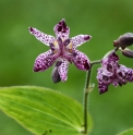Tricyrtis 'Niitaka'