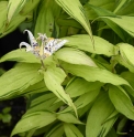 Tricyrtis 'Shining Light'