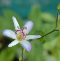 Tricyrtis 'Togen'