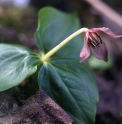 Trillium apetalon 