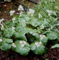 Trillium camschatcense