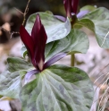 Trillium kurabayashii
