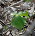 Trillium tschonoskii