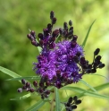 Vernonia fasciculata