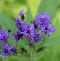 Vernonia gigantea 