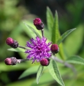 Vernonia missurica 