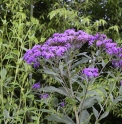 Vernonia patula 