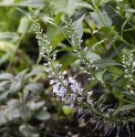 Veronica kiusiana