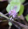 Veronicastrum axillare
