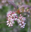 Viburnum brevitubum CBCH807