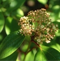 Viburnum cinnamomifolium