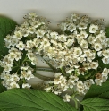 Viburnum cotinifolium