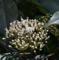 Viburnum cylindricum DS234