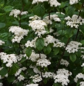 Viburnum dilatatum 'Iroquois'