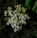 Viburnum erosum var.punctatum