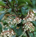 Viburnum erubescens