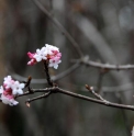 Viburnum farreri