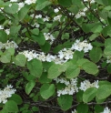 Viburnum furcatum