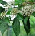 Viburnum japonicum CMBJP1783