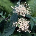 Viburnum lobophyllum