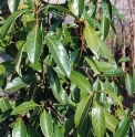 Viburnum odoratissimum