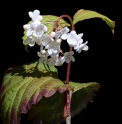 Viburnum phlebotrichum JP5265