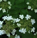 Viburnum sargentii