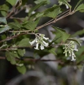 Viburnum taitoense CMBTW1487