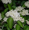 Viburnum wrightii