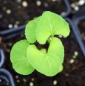 Viola yedoensis var.pseudojaponica JP4578