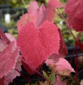 Vitis amurensis CBKR1348