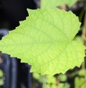 Vitis sp. BO-15-224