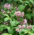 Weigela decora 