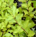 Weigela CBKR1367 (Jeju) 