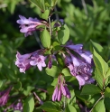 Weigela florida CH2984