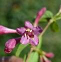 Weigela praecox