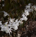 Epimedium sempervirens 'White Purity'