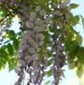 Wisteria floribunda