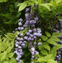 Wisteria floribunda 'Yae Kokuryu' ('Violacea Plena')