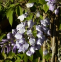 Wisteria venusta 'Okayama'