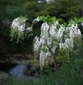 Wisteria floribunda 'Alba'