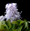 Ypsilandra cavaleriei 