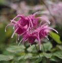 Epimedium 'Yubae'